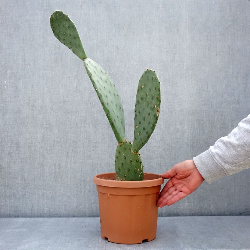 Opuntia laevis Maceta 4L/5L Ejemplar entregado en la primavera