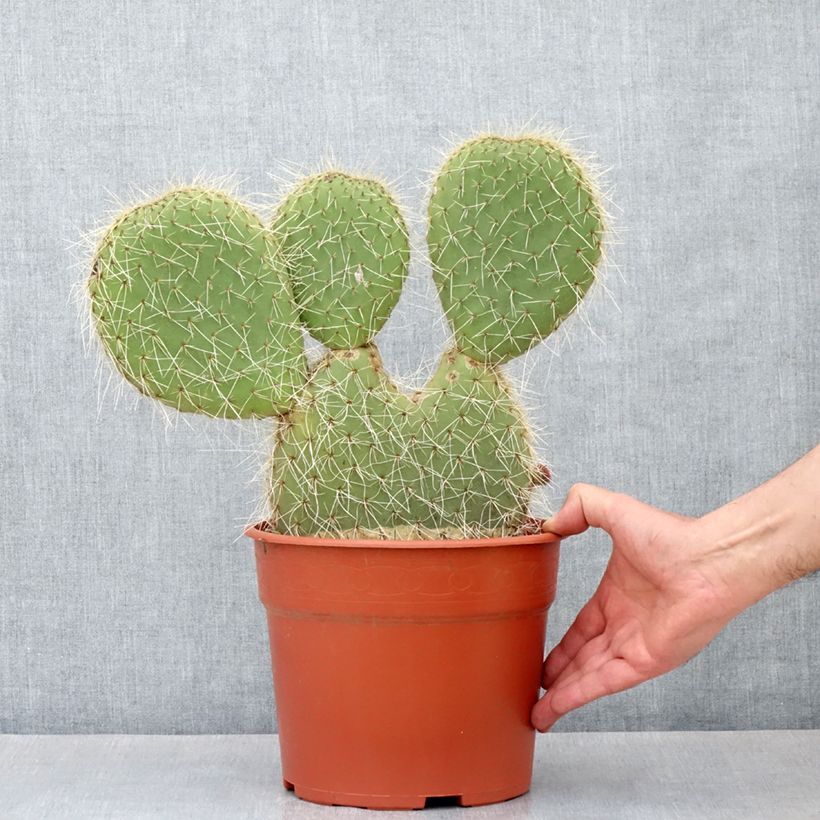 Ejemplar de Opuntia leucotricha Maceta 4L/5L entregado en otoño