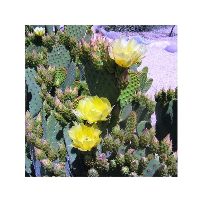 Opuntia lubrica (Floración)
