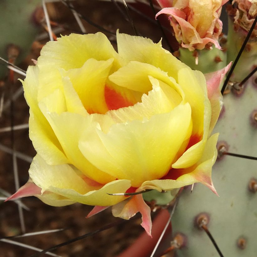 Opuntia macrocentra espinas negras (Floración)