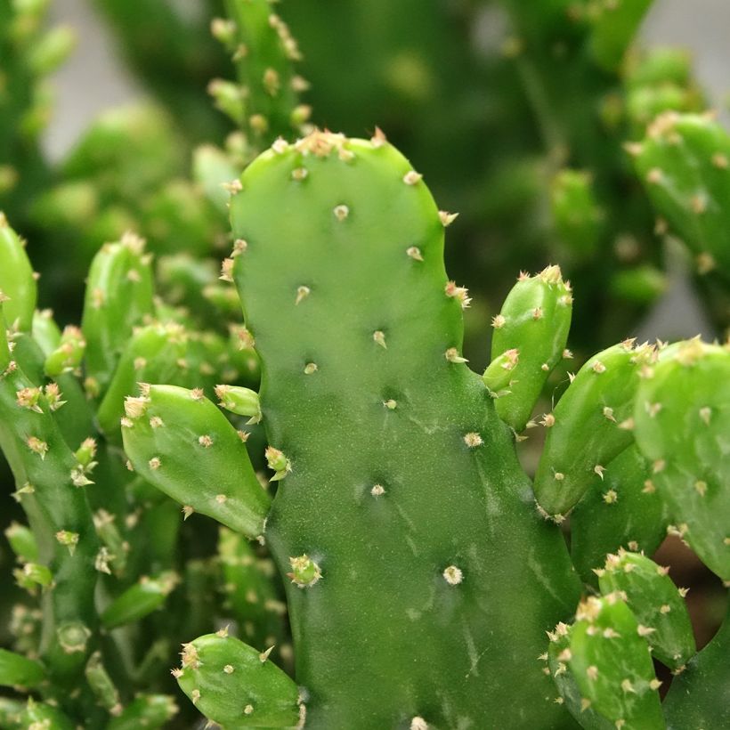 Opuntia monacantha (Follaje)