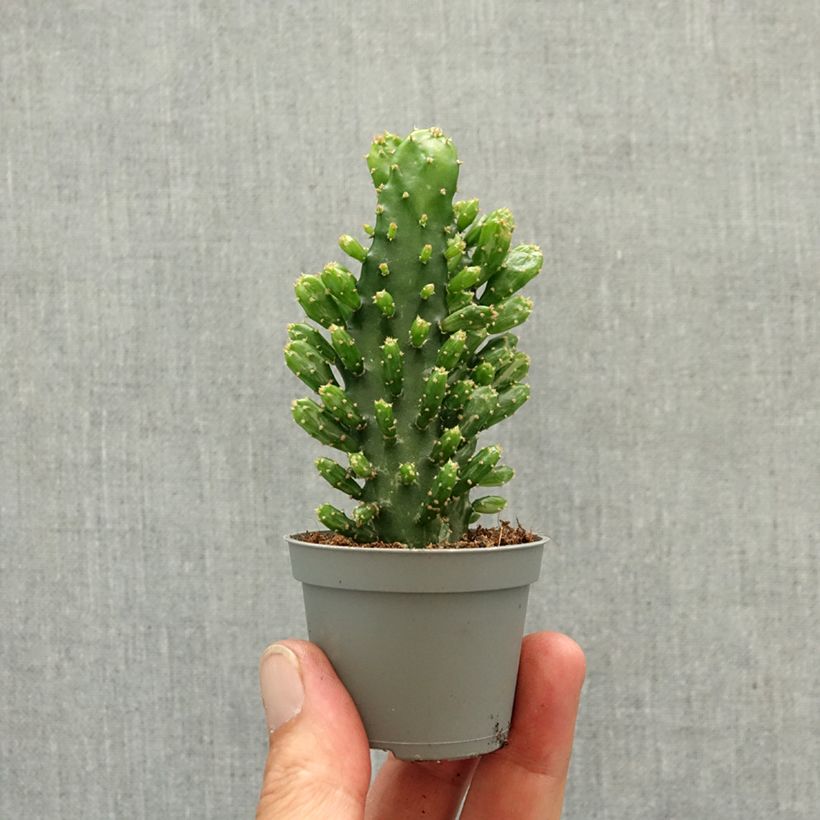 Opuntia monacantha miniplanta Ejemplar entregado en la primavera