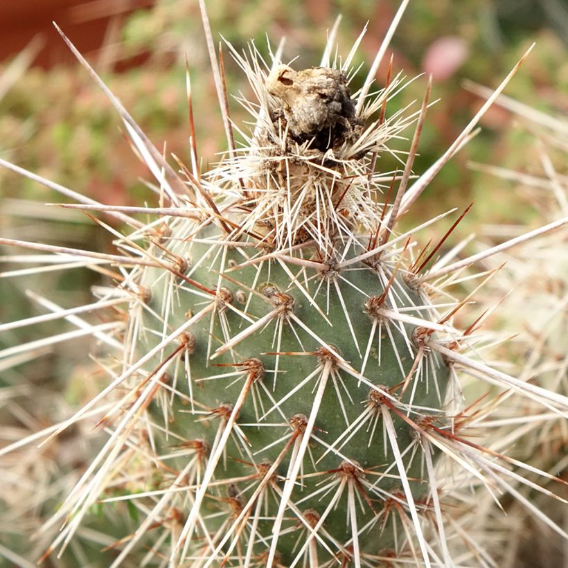 Opuntia polyacantha (Follaje)