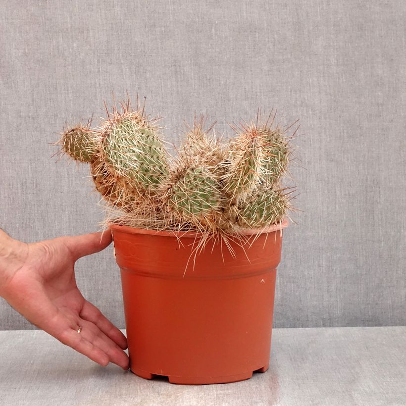 Ejemplar de Opuntia polyacantha Maceta 4L/5L entregado en verano