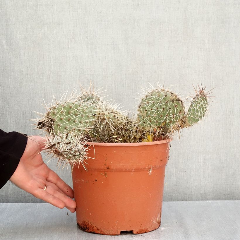 Ejemplar de Opuntia polyacantha Maceta 4L/5L entregado en otoño