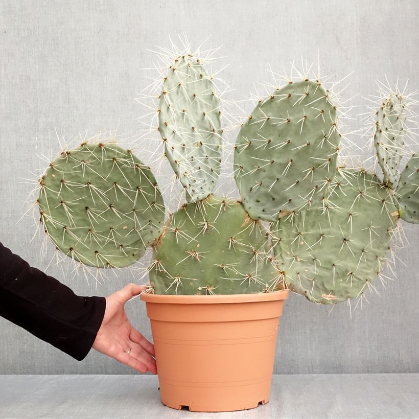 Ejemplar de Opuntia robusta - Cactus raquette Pot de 7,5L/10L, 40/50 diamètre entregado en otoño