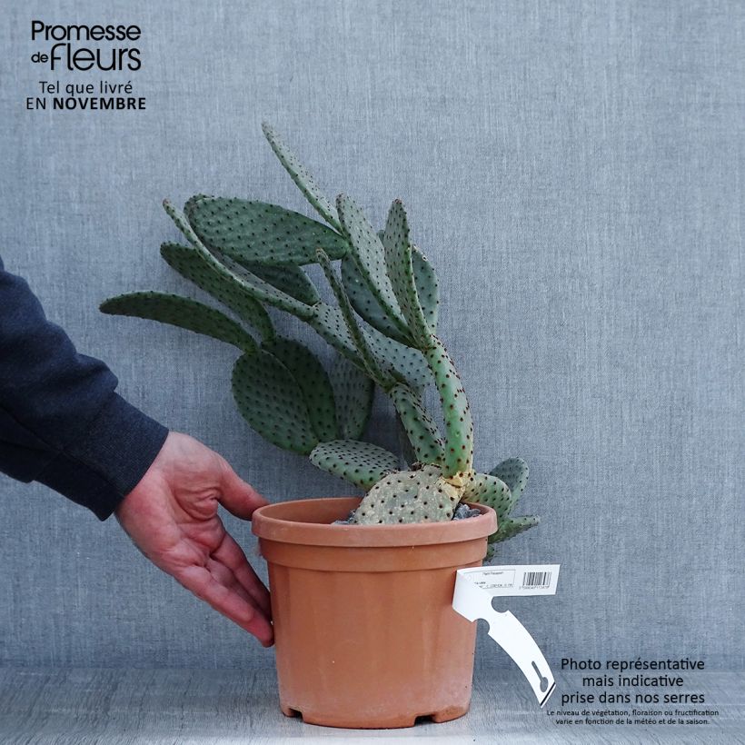 Ejemplar de Opuntia rufida Maceta 3L/4L entregado en otoño
