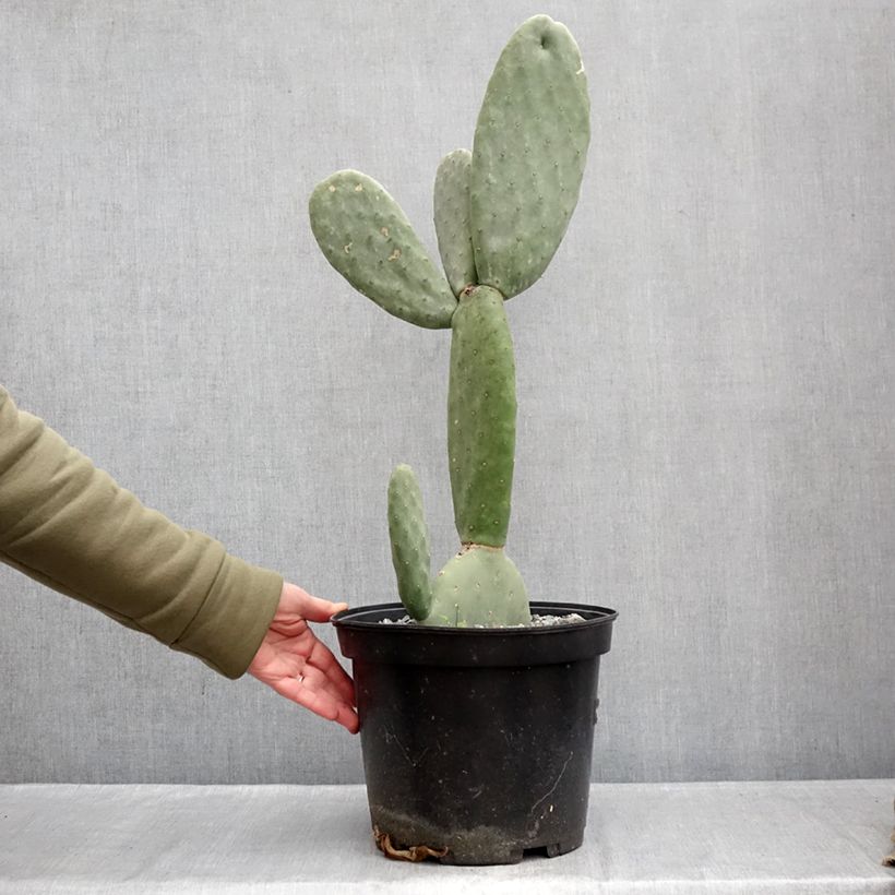 Opuntia Titania Maceta 3L/4L Ejemplar entregado en invierno