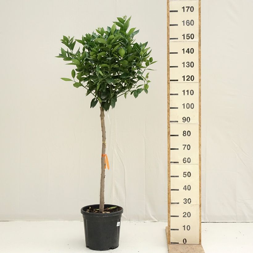 Naranjo Oranger - Citrus sinensis Maceta 18L/20L, Medio tallo Ejemplar entregado en la primavera