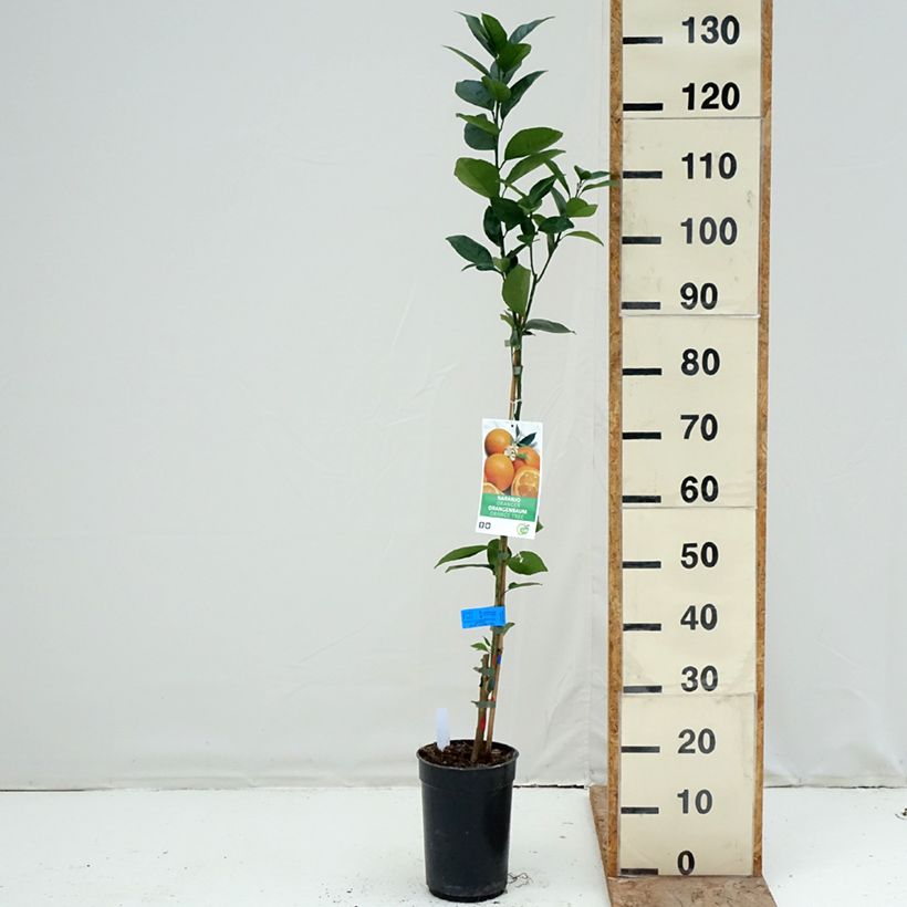 Naranjo Oranger - Citrus sinensis Maceta 3L/4L, Formación arbustiva Ejemplar entregado en invierno