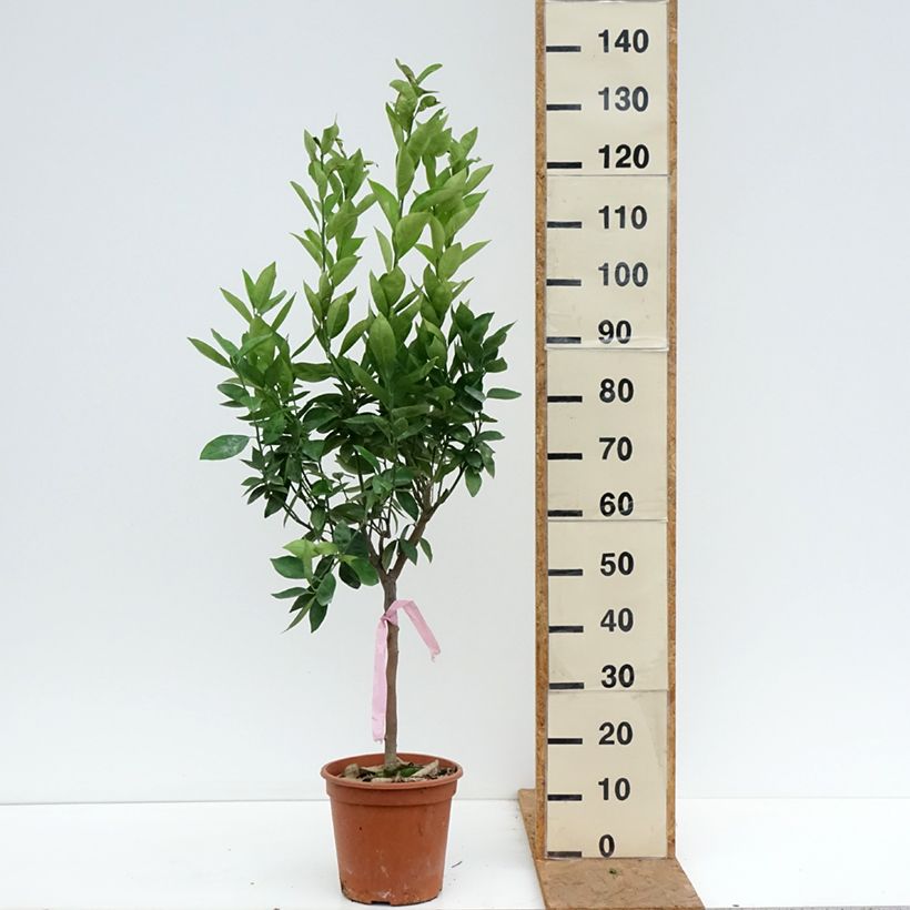 Ejemplar de Naranjo Oranger - Citrus sinensis Maceta 4L/5L, 1/4 tallo entregado en otoño