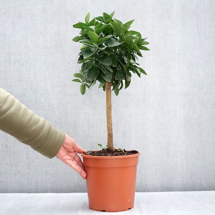 Naranjo Oranger - Citrus sinensis Maceta 4L/5L, 1/4 tallo Ejemplar entregado en invierno
