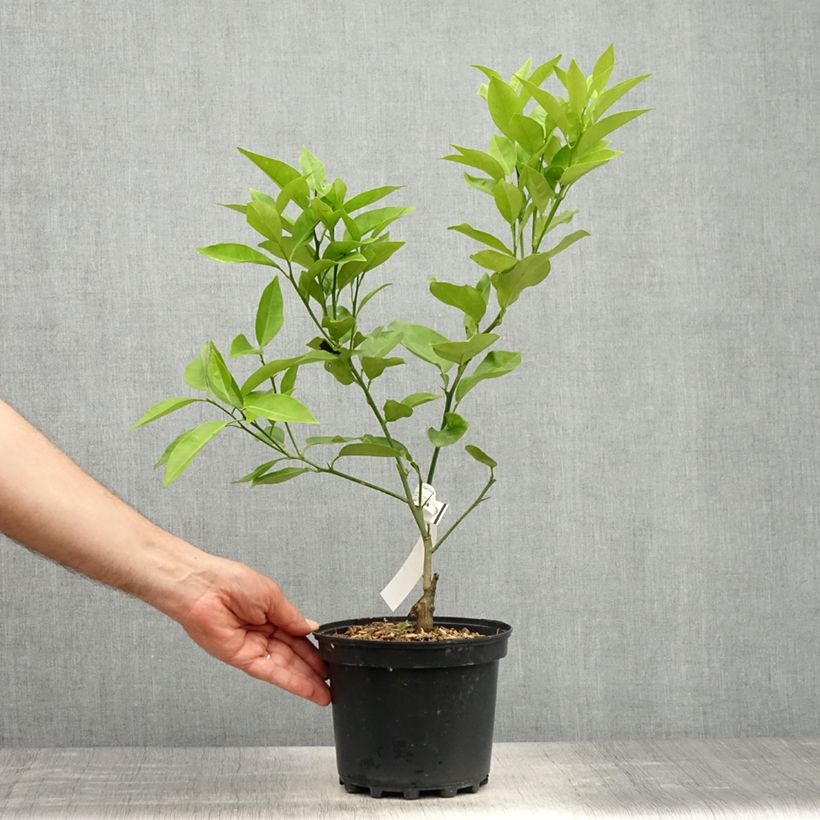 Naranjo Washington Navel - Citrus sinensis Maceta 4L/5L, 1/4 tallo Ejemplar entregado en la primavera