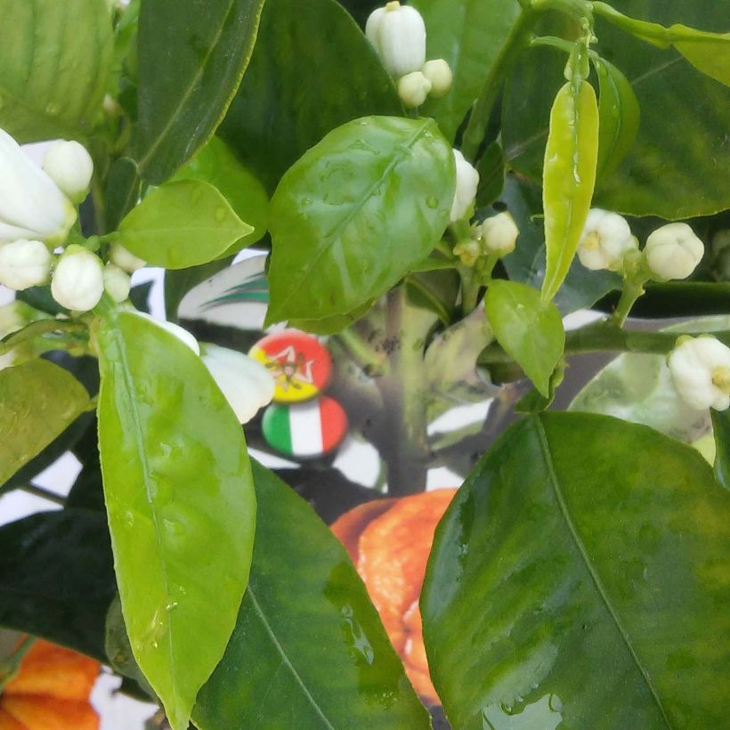 Naranjo Corrugata - Citrus sinensis x aurantium (Follaje)