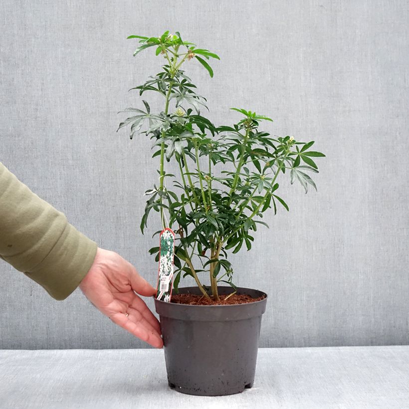 Naranjo de Méjico - Choisya ternata Green Fingers Maceta 2L/3L Ejemplar entregado en invierno