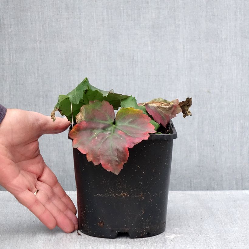 Ejemplar de Oredenia Fusión de Fuego Maceta 1,5L/2L entregado en otoño