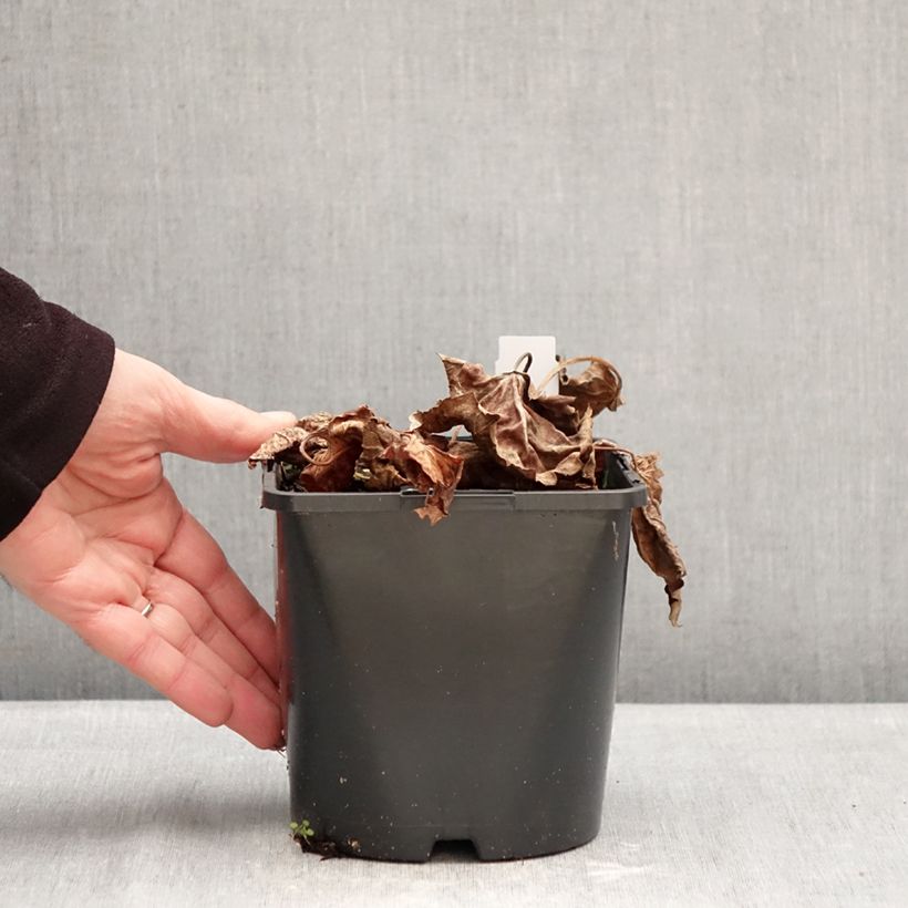 Oredenia Fusión de Fuego Maceta 1,5L/2L Ejemplar entregado en invierno