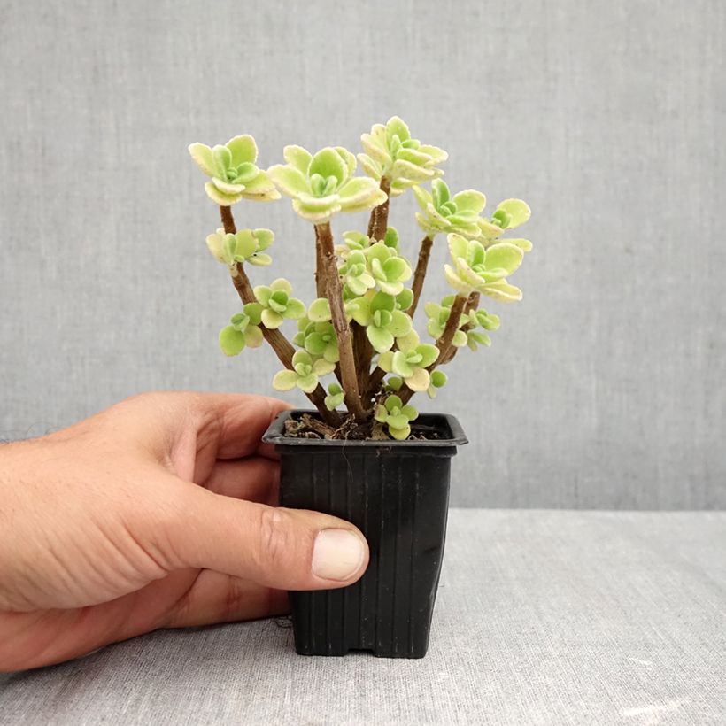 Ejemplar de Orégano cubano - Plectranthus amboinicus Maceta de 8/9 cm entregado en otoño
