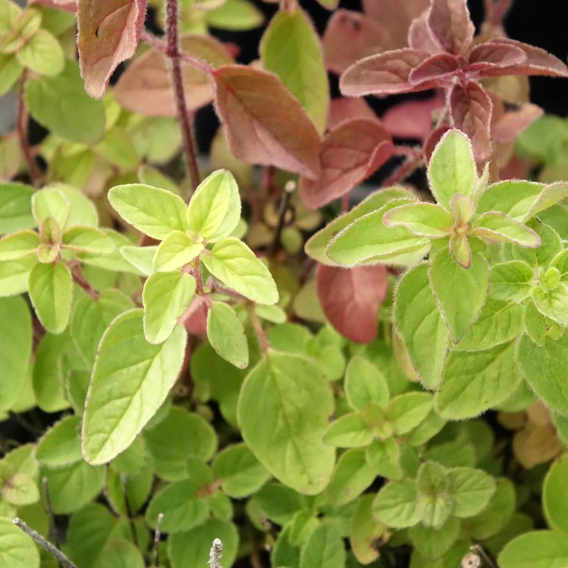 Orégano Bio (plantas) (Follaje)