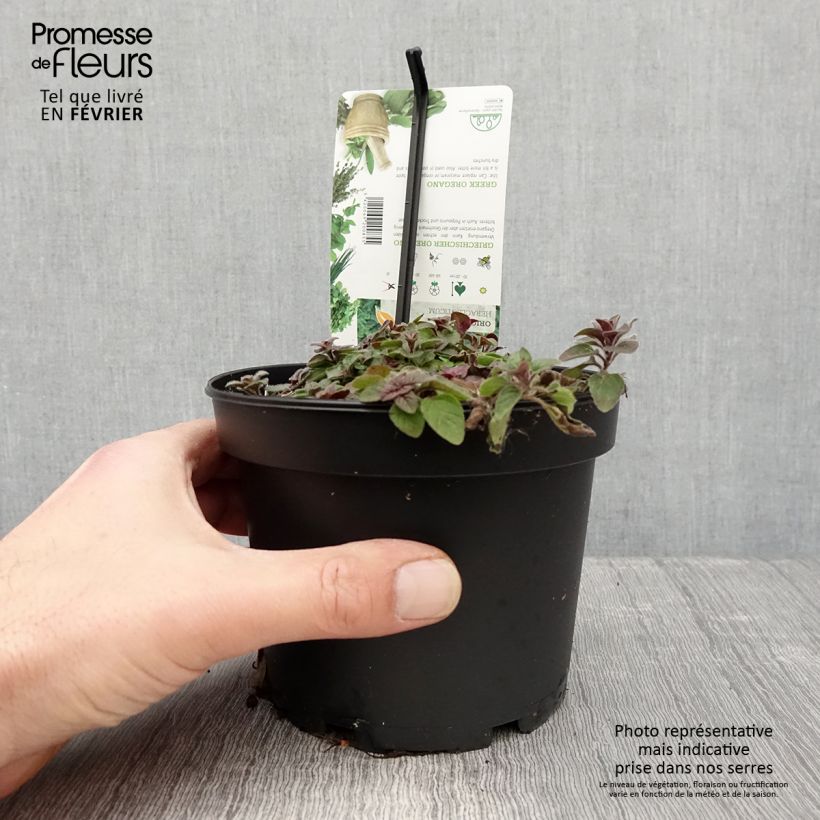 Orégano - Origanum heracleoticum Maceta 1,5L/2L Ejemplar entregado en invierno