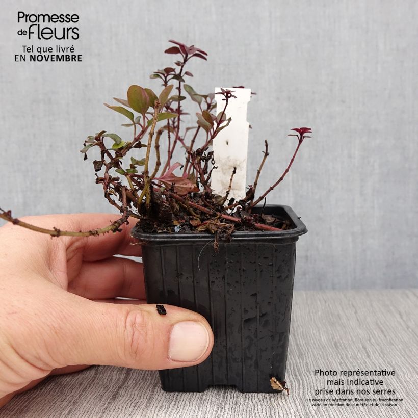 Ejemplar de Orégano Herrenhausen - Origanum laevigatum Maceta de 8/9 cm entregado en otoño