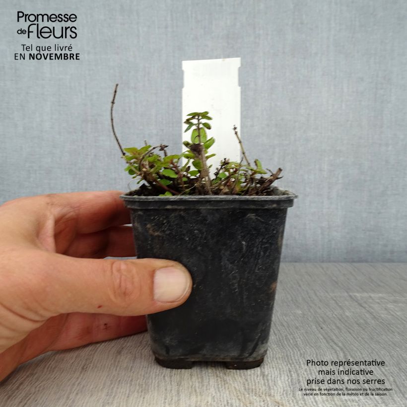 Ejemplar de Mejorana Pagoda Bells Maceta de 8/9 cm entregado en otoño