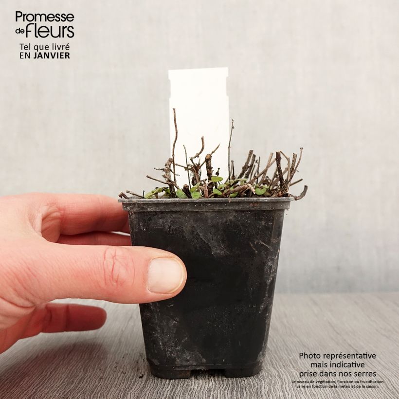 Mejorana Pagoda Bells Maceta de 8/9 cm Ejemplar entregado en invierno