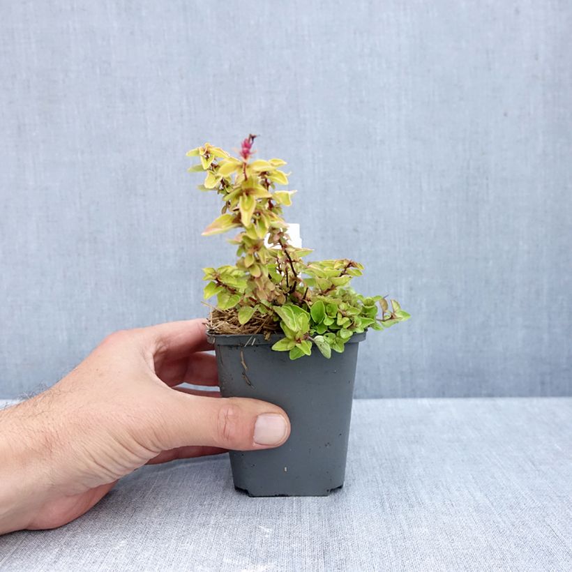 Ejemplar de Orégano Thumbles Variety Maceta de 8/9 cm entregado en otoño