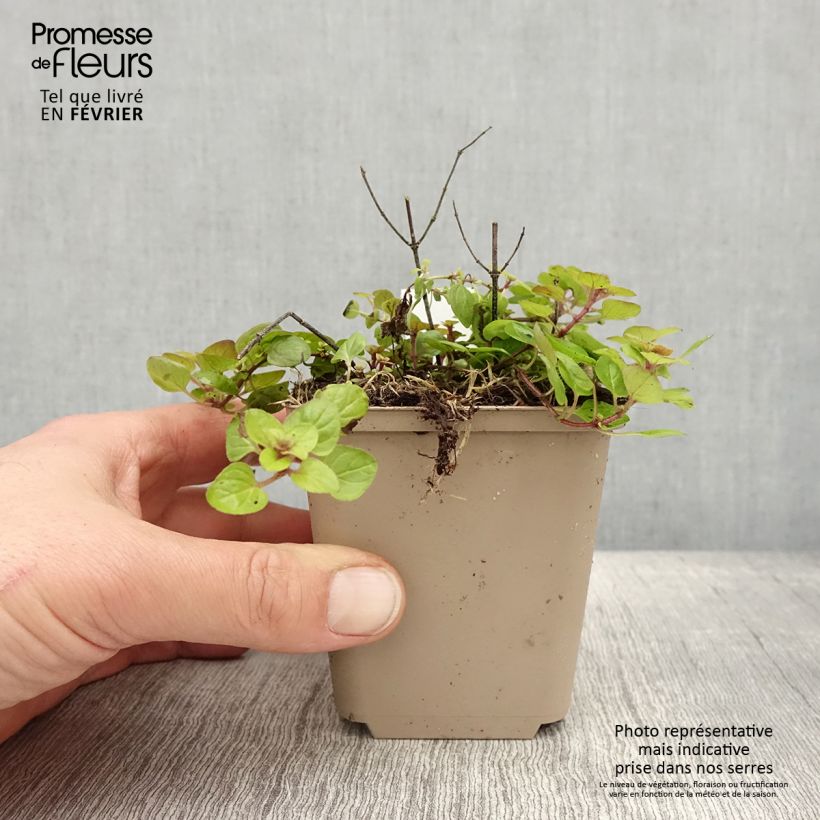 Orégano Thumbles Variety Maceta de 8/9 cm Ejemplar entregado en invierno