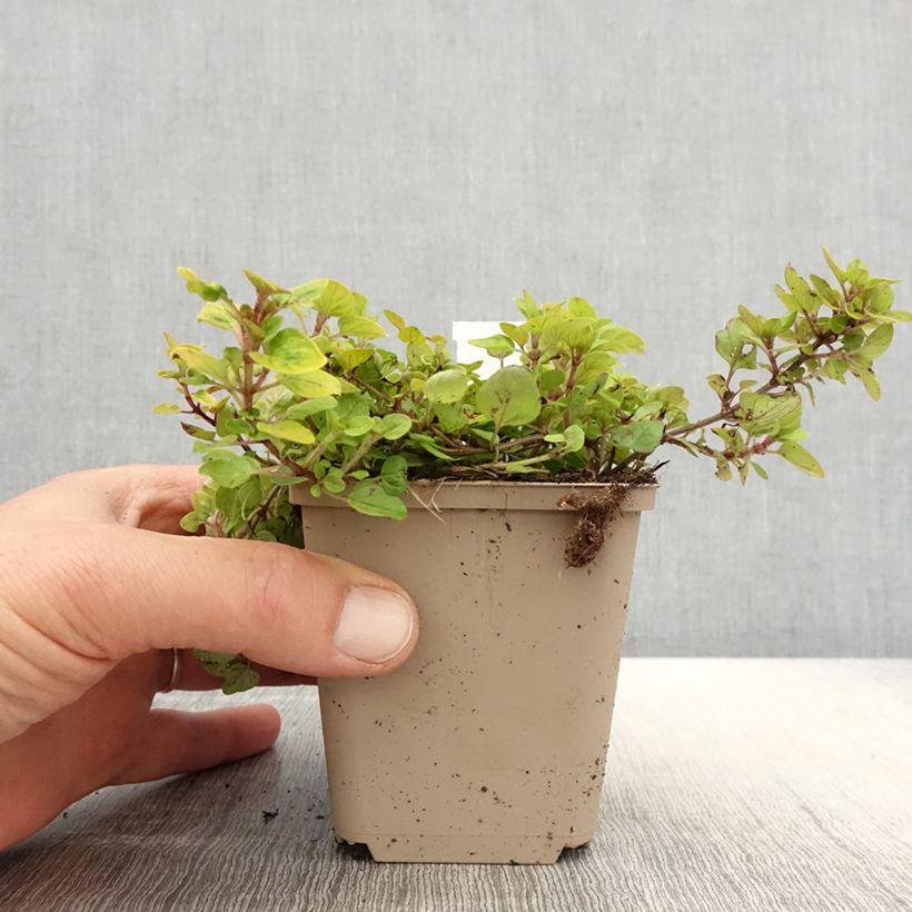 Orégano Thumbles Variety Maceta de 8/9 cm Ejemplar entregado en la primavera
