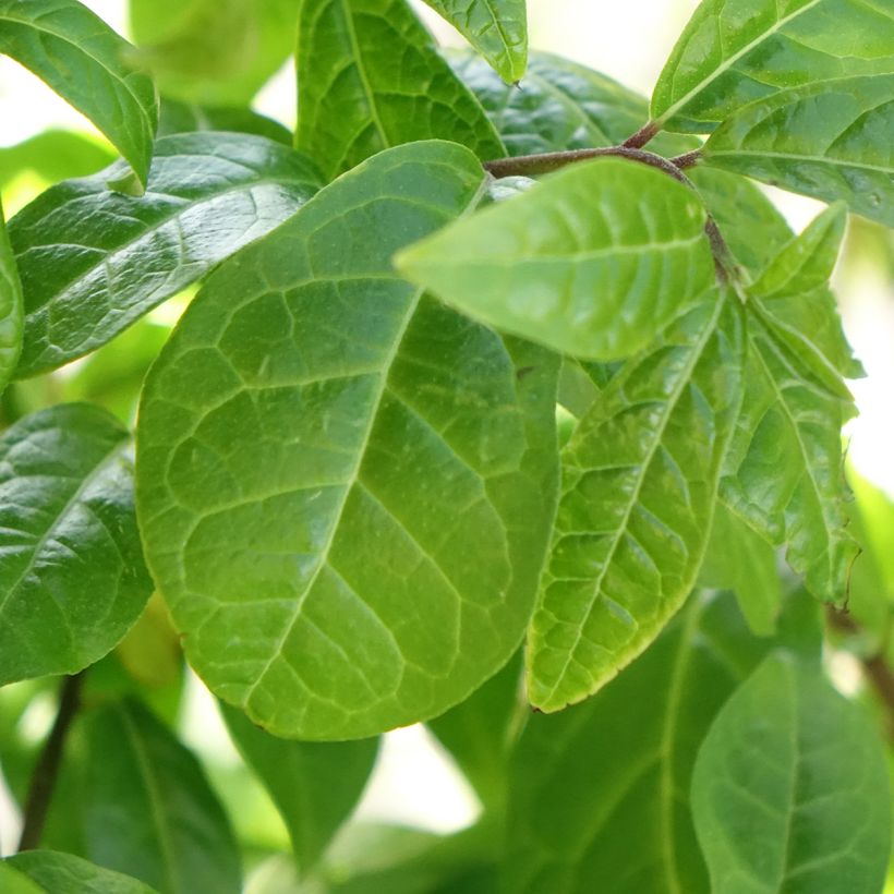 Orixa japonica (Follaje)