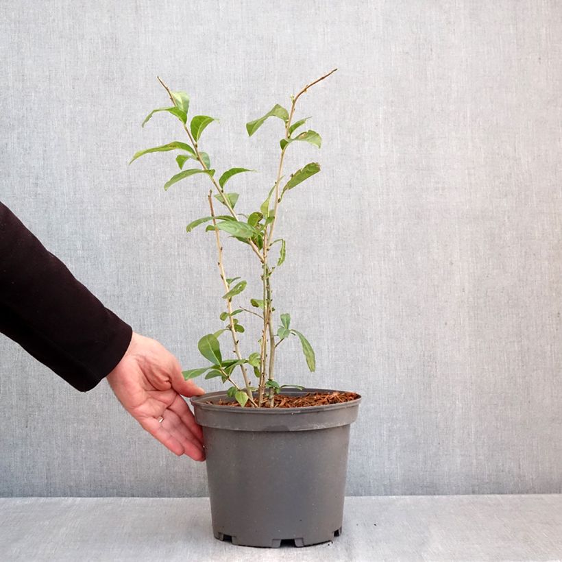 Ejemplar de Orixa japonica Maceta 4L/5L entregado en otoño