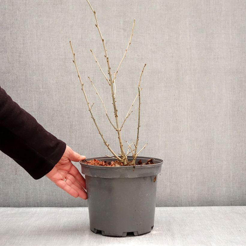 Orixa japonica Maceta 4L/5L Ejemplar entregado en invierno