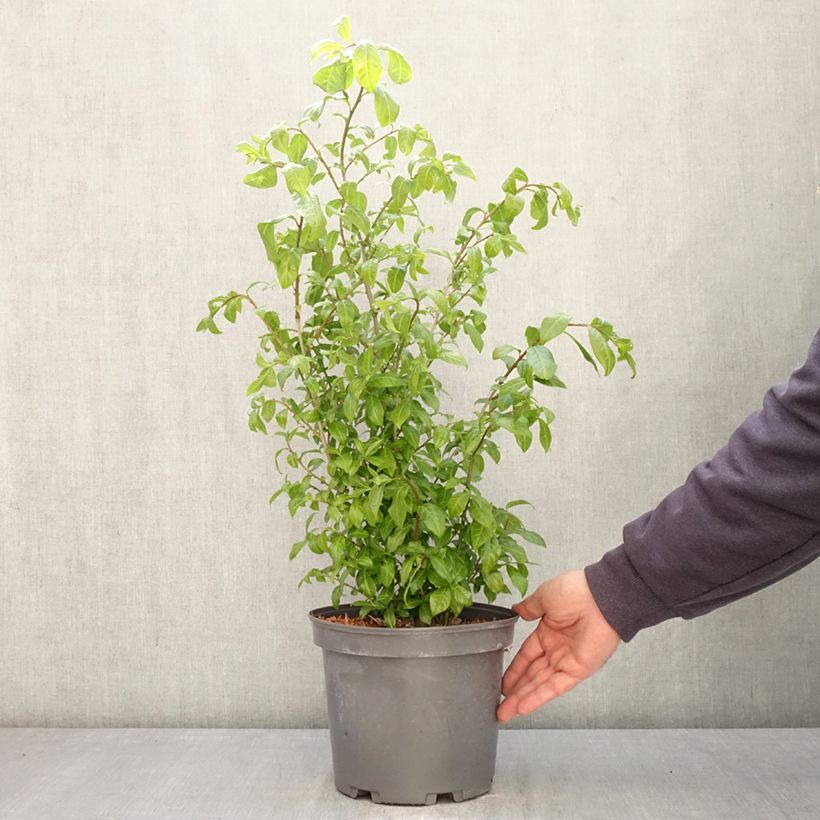 Orixa japonica Maceta 4L/5L Ejemplar entregado en la primavera