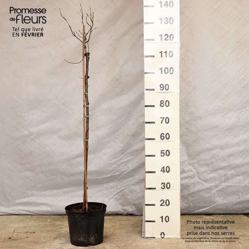 Ulmus glabra Nana - Olmo Maceta 7,5L/10L Ejemplar entregado en invierno