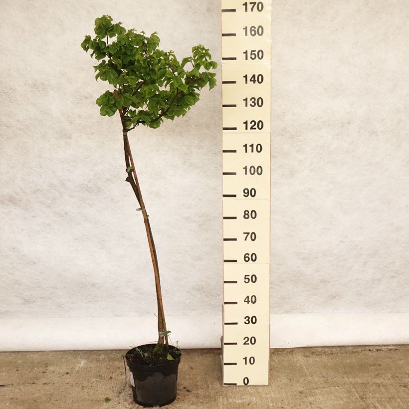 Ulmus glabra Nana - Olmo Maceta 7,5L/10L, Tallo Ejemplar entregado en la primavera