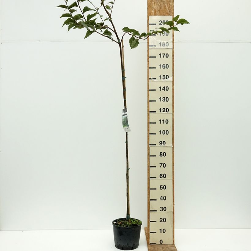 Ejemplar de Ulmus glabra - Olmo Maceta 7,5L/10L entregado en verano