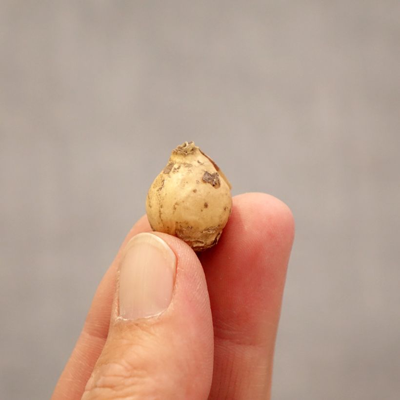 Ornithogalum Namib Sun Bulbo calibre 5+ Ejemplar entregado en la primavera