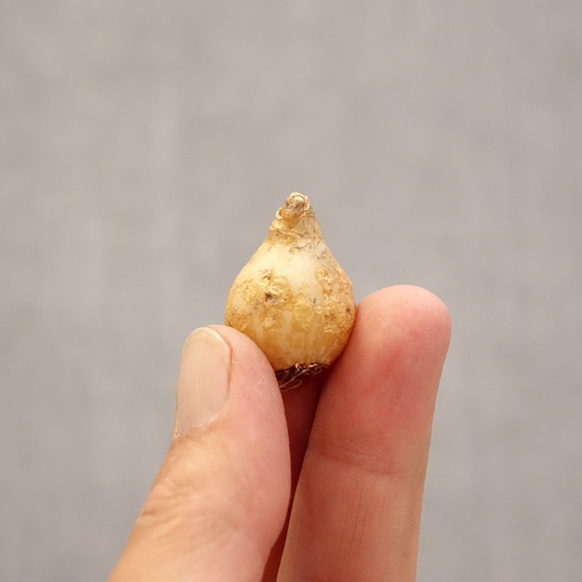 Ornithogalum umbellatum - Estrella de Belén Bulbo calibre 6+ Ejemplar entregado en la primavera