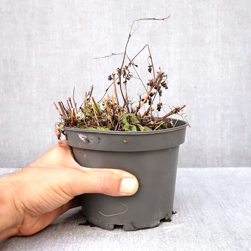 Ejemplar de Acedera romana - Rumex scutatus Maceta 1,5L/2L entregado en otoño