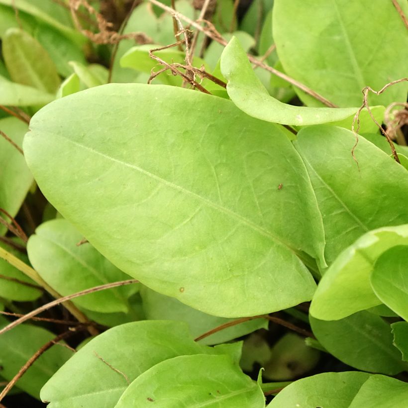 Acedera romana - Rumex scutatus (Follaje)