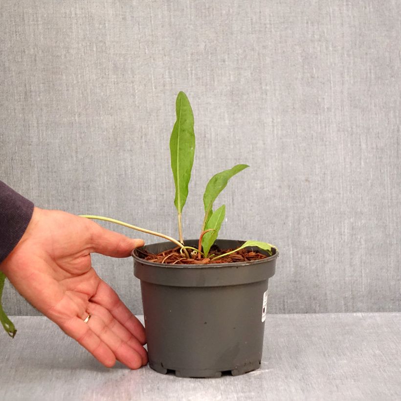 Ejemplar de Acederón - Rumex patientia Maceta 1,5L/2L entregado en otoño
