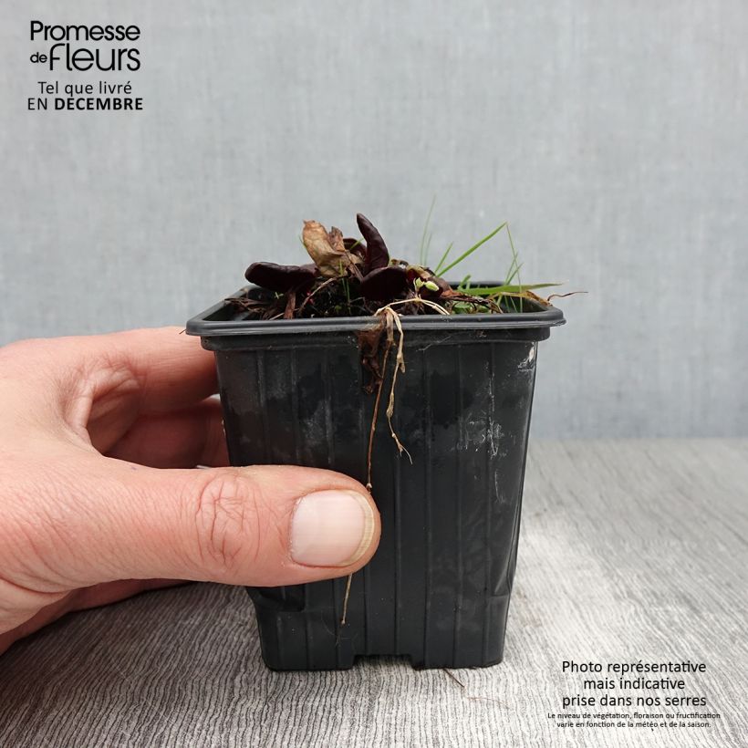 Ejemplar de Acedera romana Purpurea - Rumex scutatus Maceta de 8/9 cm entregado en otoño