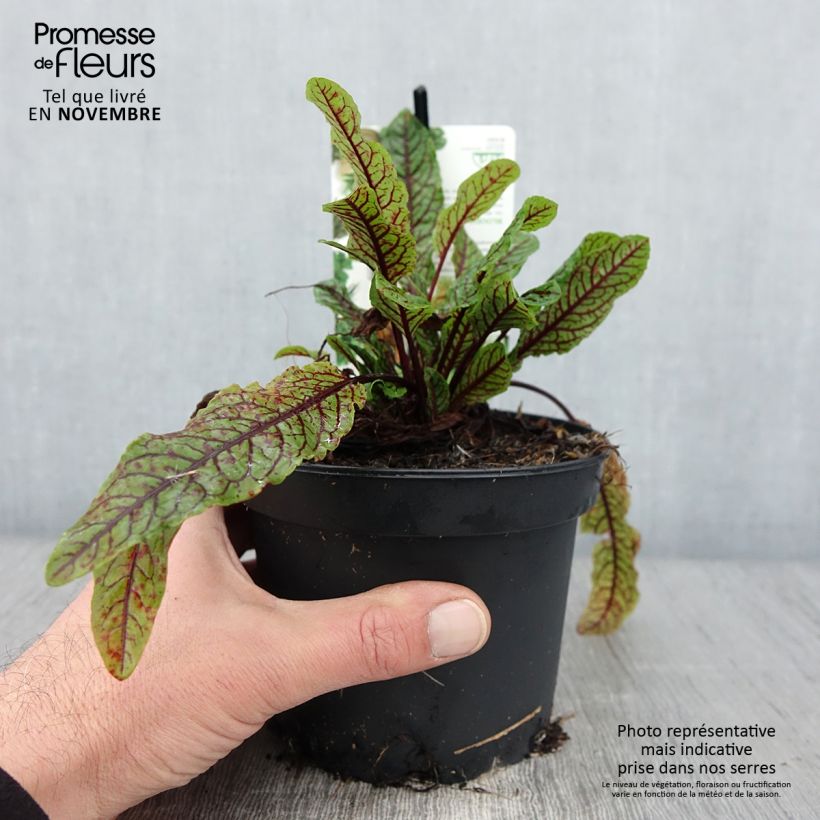 Ejemplar de Acedera - Rumex sanguineus Maceta 1,5L/2L entregado en otoño