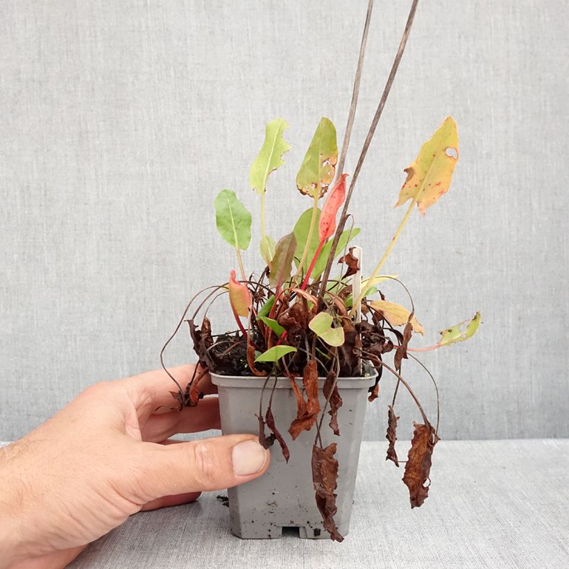 Ejemplar de Acedera común - Rumex acetosa Maceta de 8/9 cm entregado en otoño