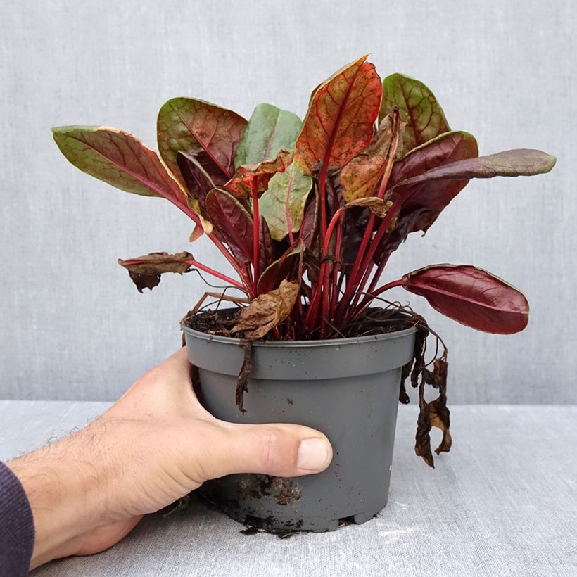 Ejemplar de Acedera Ruber - Rumex arifolius Maceta 1,5L/2L entregado en otoño