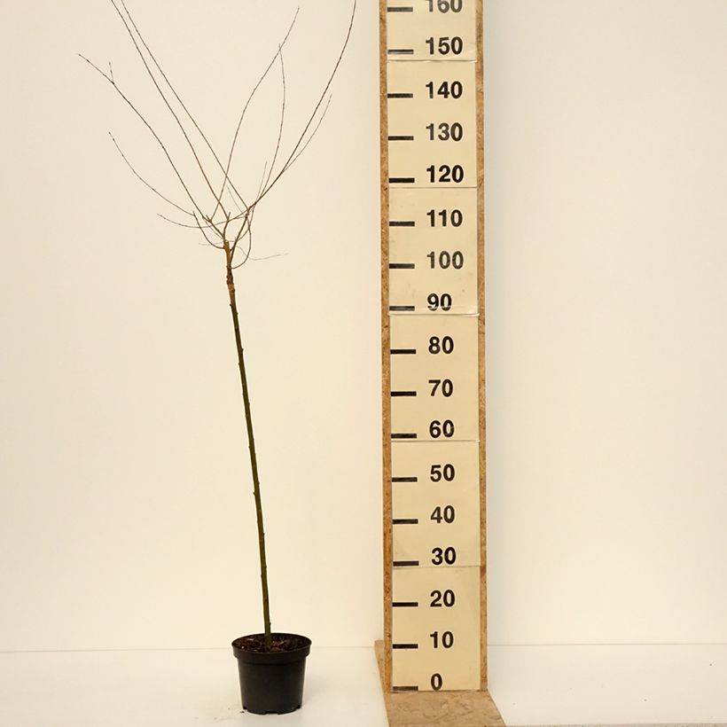 Salix purpurea Pendula - Mimbrera púrpura Maceta 3L/4L, Tallo Ejemplar entregado en la primavera