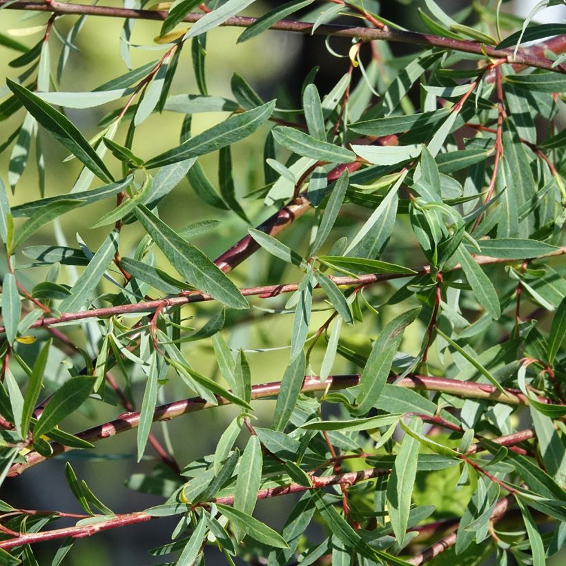 Salix purpurea Pendula - Mimbrera púrpura (Follaje)