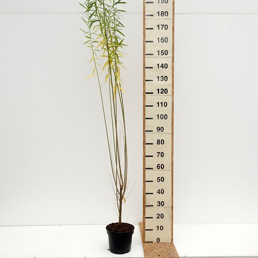 Ejemplar de Salix purpurea Howki - Mimbrera púrpura Maceta 4L/5L entregado en otoño