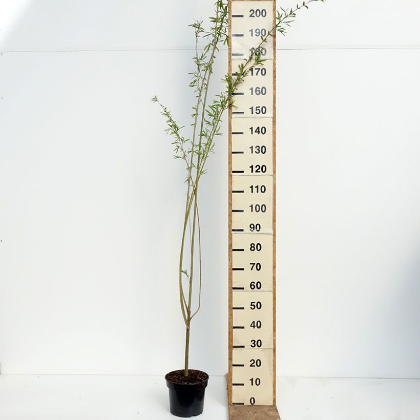 Salix purpurea Howki - Mimbrera púrpura Maceta 4L/5L Ejemplar entregado en la primavera